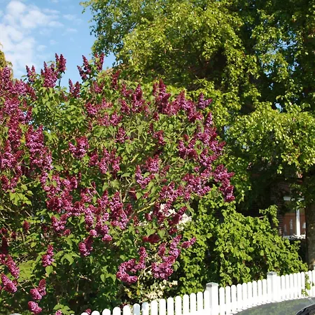 Austernfischer Butjadingen